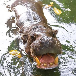 Pygmy hippo