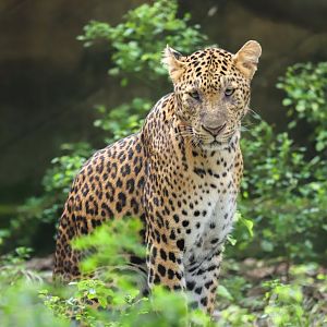 Leopard