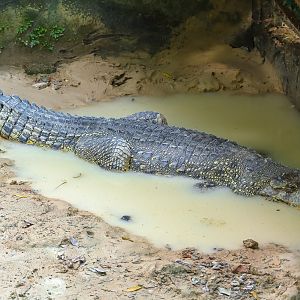 Cuban crocodile