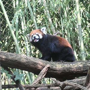 Black red panda (Ailurus fulgens styani)
