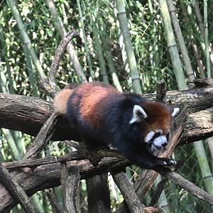 Black red panda (Ailurus fulgens styani)