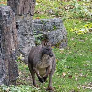 Eastern wallaroo (Osphranter robustus robustus)