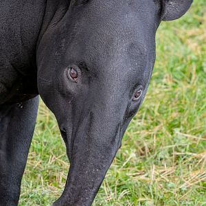 Malayan tapir (Tapirus indicus)
