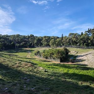 Blue sheep (Pseudois nayaur) Exhibit