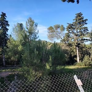 Asiatic lion (Panthera leo persica) Exhibit