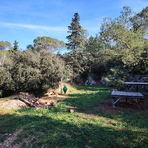 Asiatic lion (Panthera leo persica) Exhibit