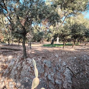 Vicuña (Lama vicugna) Exhibit