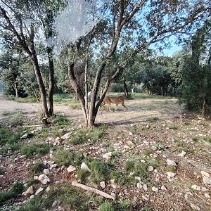 First South-african Cheetah (Acinonyx jubatus jubatus) Exhibit