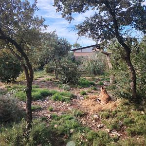 Second South-african Cheetah (Acinonyx jubatus jubatus) Exhibit