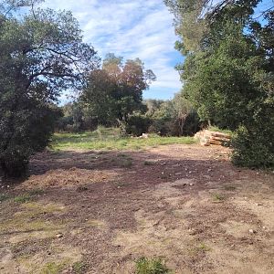 Third South-african Cheetah (Acinonyx jubatus jubatus) Exhibit