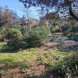 Fourth South-african Cheetah (Acinonyx jubatus jubatus) Exhibit
