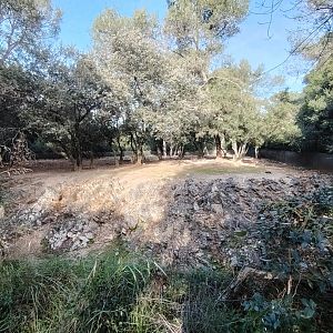 Red-necked Wallaby (Macropus rufogriseus) Exhibit