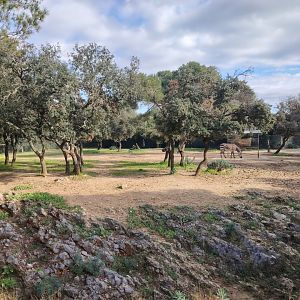 Hartmann's mountain zebra (Equus zebra hartmannae) Exhibit