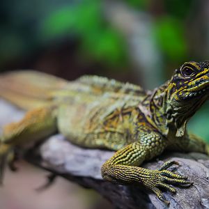 Philippine Sailfin Lizard