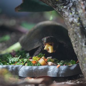Asian Forest Tortise