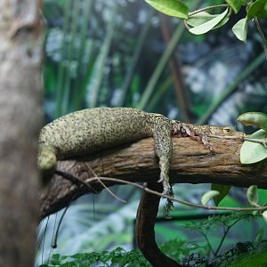 Quince Monitor