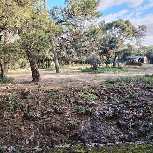 Grévy's zebra (Equus grevyi) Exhibit