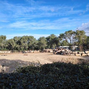 Southern White Rhinoceros (Ceratotherium simum simum) Exhibit