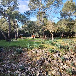 Banteng (Bos javanicus) Exhibit