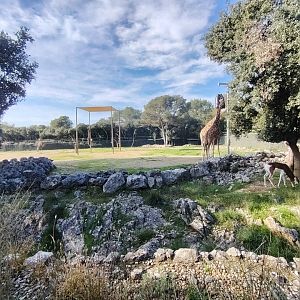 Giraffa (Giraffa cameleopardalis) & Mhorr Gazelle (Nanger dama mhorr)
