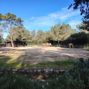 Dromadery (Camelus dromaderius) Exhibit