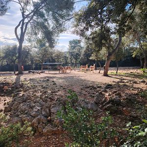 Persian Onager (Equus hemionus onager) Exhibit