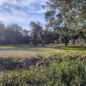 Common Eland (Taurotragus oryx) Exhibit