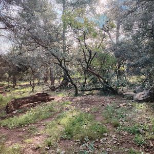 Maned Wolf (Chrysocyon brachyurus) Exhibit