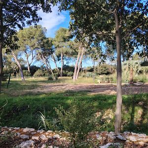 South American tapir (Tapirus terrestris) & Greater Rhea (Rhea americana) Exhibit