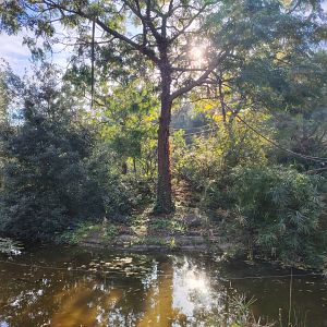 Emperor Tamarin (Saguinus imperator) & Brazilian Porcupine (Coendou prehensilis) Island