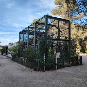 Great Green Macaw (Ara ambiguus) Aviary