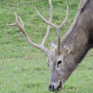 Pere David's Stag
