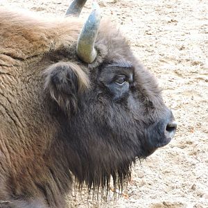 European Bison
