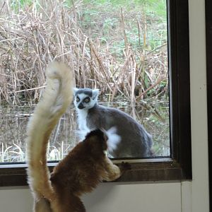 Black Lemur & Ring Tailed Lemur