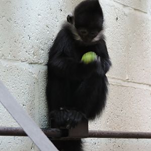 Francois' Langur