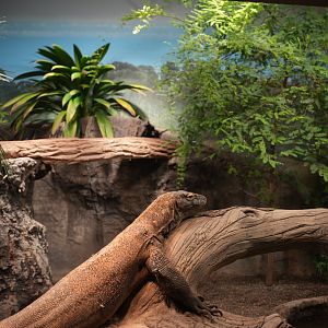 Komodo Dragon habitat (refurbished)