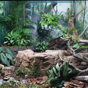 Philippine Sailfin Lizard habitat