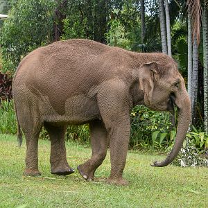 Sumatran Elephant
