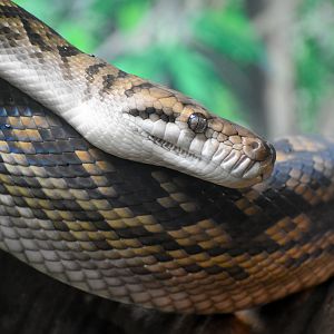 Australian Scrub Python