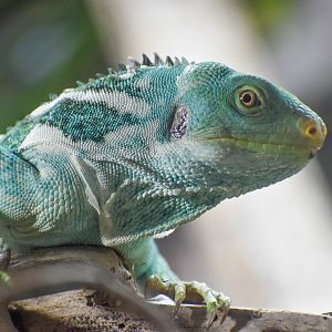 Fijian Crested Iguana