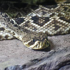 Eastern Diamondback Rattlesnake
