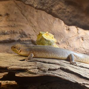 Yakka Skink and Central Bearded Dragon