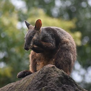 Brush-tailed Rock-Wallaby
