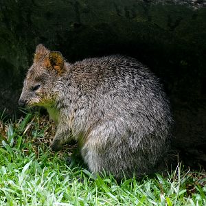 Quokka