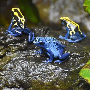 Dyeing and Blue Poison Dart Frogs