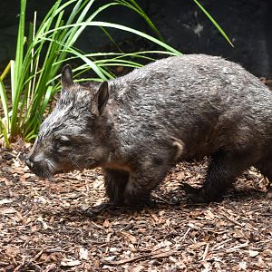 Southern Hairy-nosed Wombat