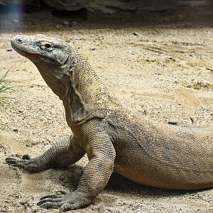 Komodo Dragon
