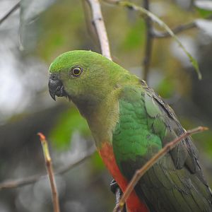 Australian King Parrot
