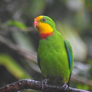 New Species: Superb Parrot