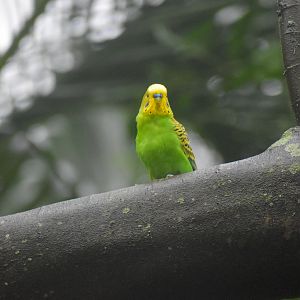 Bush Budgerigar